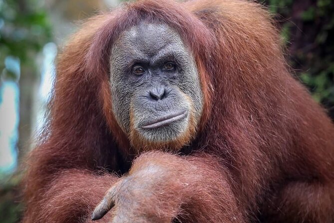 Monkey Business 3 days - 2 nights Jungle trekking (including rafting) - Pack for mud, rain, and leeches