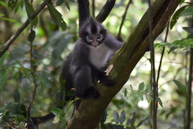 Monkey Business 3 days - 2 nights Jungle trekking (including rafting) - Who should book this jungle trip?