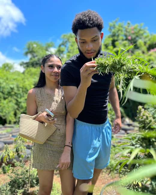 Montego Bay: Cannabis Farm, Bamboo Rafting, & Foot Massage - Key points before you book