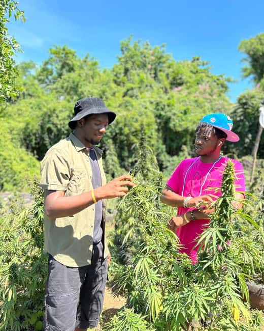 Montego Bay: Cannabis Farm, Bamboo Rafting, & Foot Massage - What the $186 price really covers