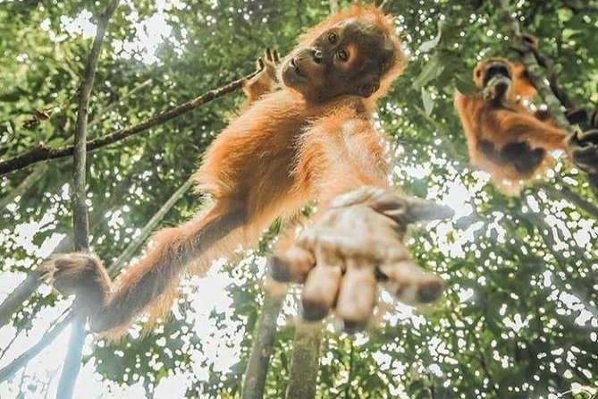 ONE DAY JUNGLE TREKKING 6-7 hours (see orang utan) + RAFTING in BUKIT LAWANG - Starting at 8:30 a.m. in Bukit Lawang