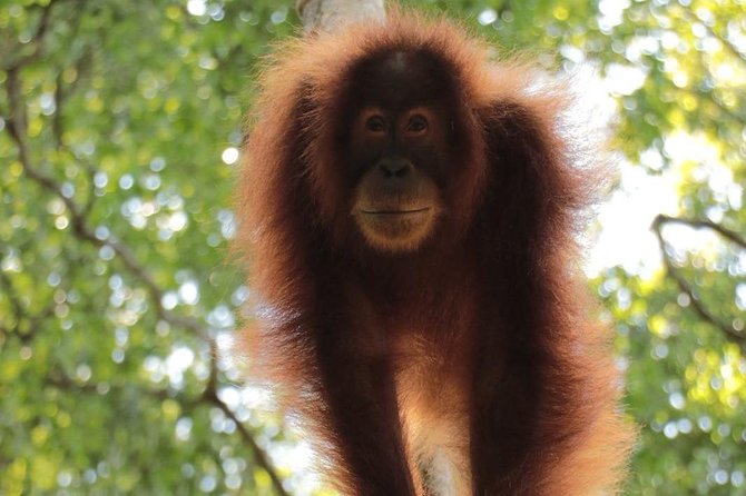 ONE DAY JUNGLE TREKKING 6-7 hours (see orang utan) + RAFTING in BUKIT LAWANG - Wildlife watching, with realistic expectations