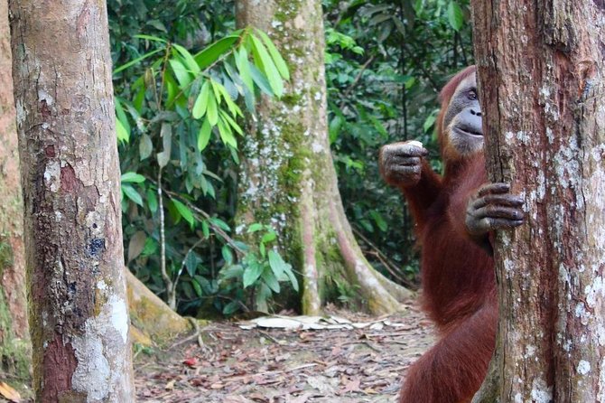 ONE DAY JUNGLE TREKKING 6-7 hours (see orang utan) + RAFTING in BUKIT LAWANG - Traditional rafting and tubing on the return