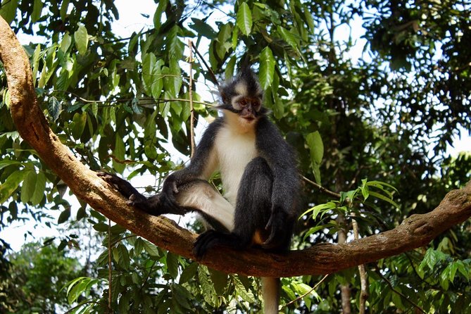 ONE DAY JUNGLE TREKKING 6-7 hours (see orang utan) + RAFTING in BUKIT LAWANG - What the $90.70 price covers