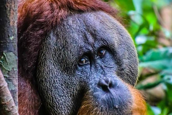 ONE DAY JUNGLE TREKKING 6-7 hours (see orang utan) + RAFTING in BUKIT LAWANG - Five to six hours through Gunung Leuser National Park