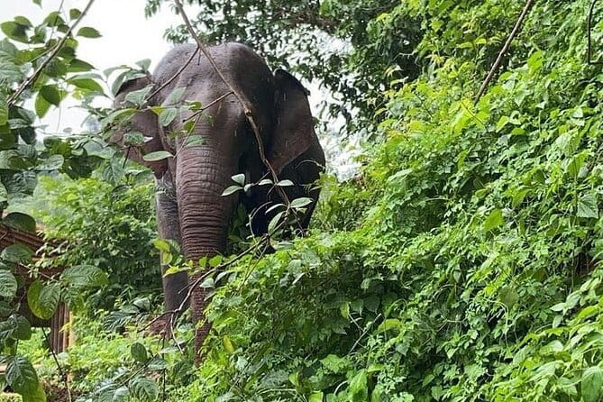 One Day Sticky Waterfall, White Water Rafting,Elephants Sanctuary - How the small group changes the day