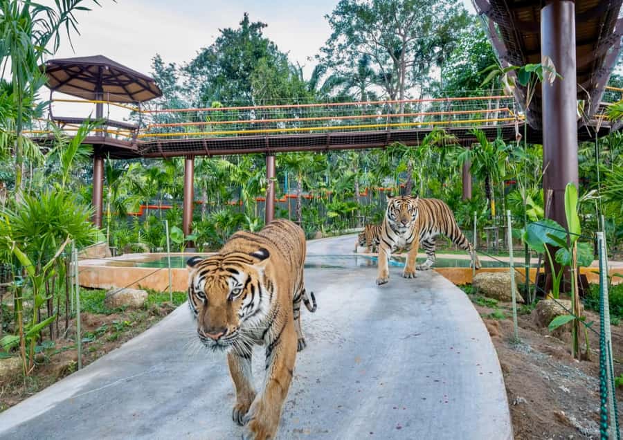 Phuket: Bird Park, Elephant Feeding, ATV Ride & City Tour - A packed Phuket day for people who want variety