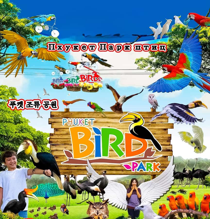 Phuket: Bird Park, Elephant Feeding, ATV Ride & City Tour - Elephant feeding: confirm the animal program first