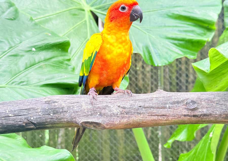 Phuket: Bird Park, Elephant Feeding, ATV Ride & City Tour - Phuket Bird Park: the day’s best animal stop