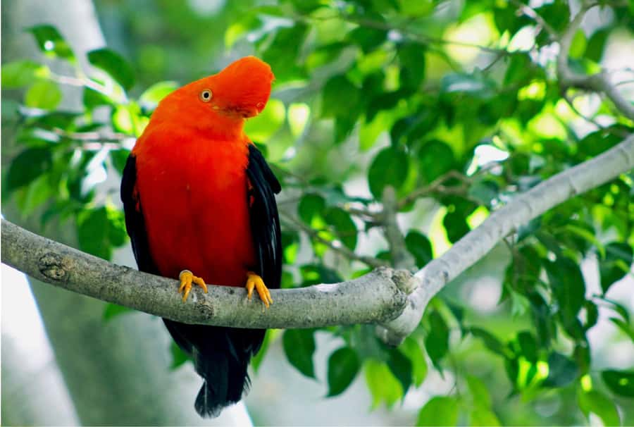 Phuket: Bird Park, Elephant Feeding, ATV Ride & City Tour - Transport, pickup, and the real timing