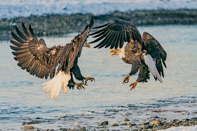 Rafting to Chilkat Bald Eagle Preserve from Haines - Key points at a glance