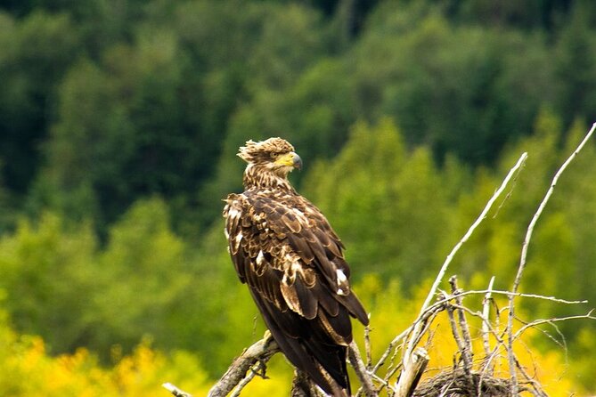 Rafting to Chilkat Bald Eagle Preserve from Haines - A scenic picnic after the raft ride