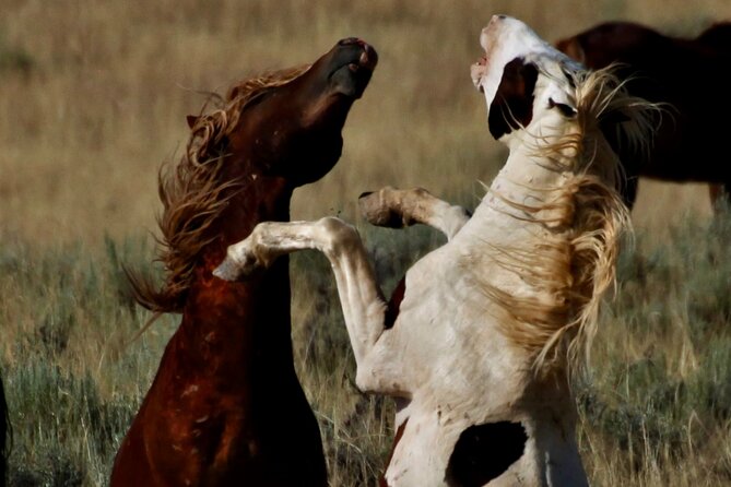 Red Canyon’s Best Of The Wild West Wild Mustang+Rafting Adventure - Seven Miles Of Whitewater On The Shoshone