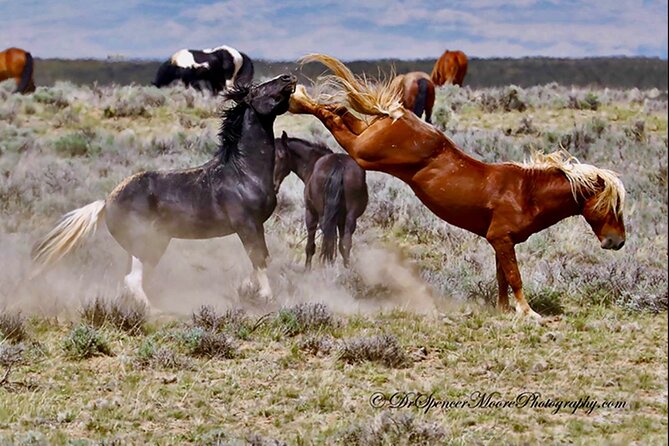 Red Canyon’s Best Of The Wild West Wild Mustang+Rafting Adventure - Who Should Book This Cody Adventure?