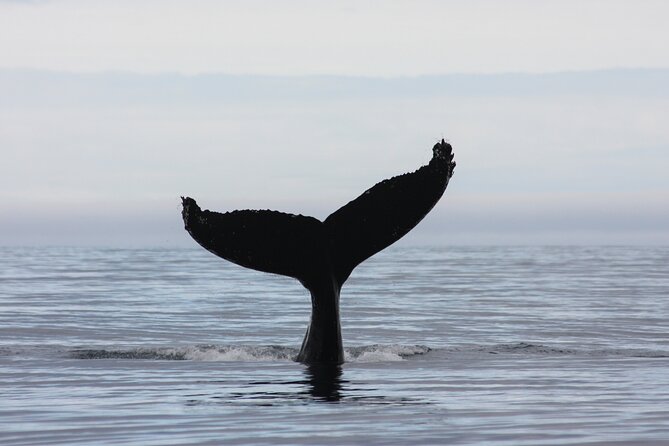 Reykjavik Whales & White Water Rafting Adventure - Key Points Before You Book