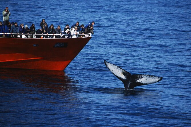 Reykjavik Whales & White Water Rafting Adventure - A Full Day That Changes Pace