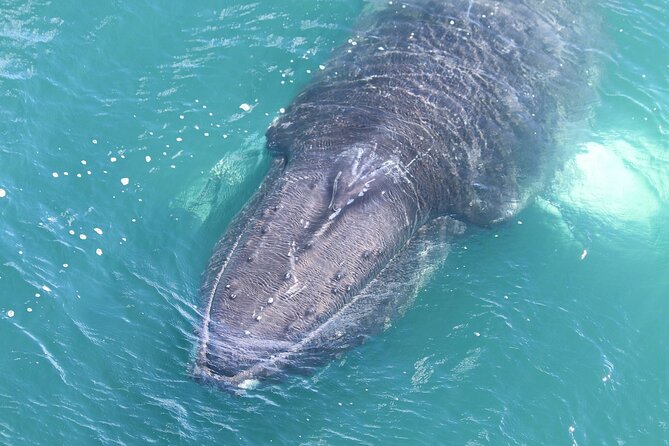 Reykjavik Whales & White Water Rafting Adventure - Weather, Clothing, and Practical Comfort