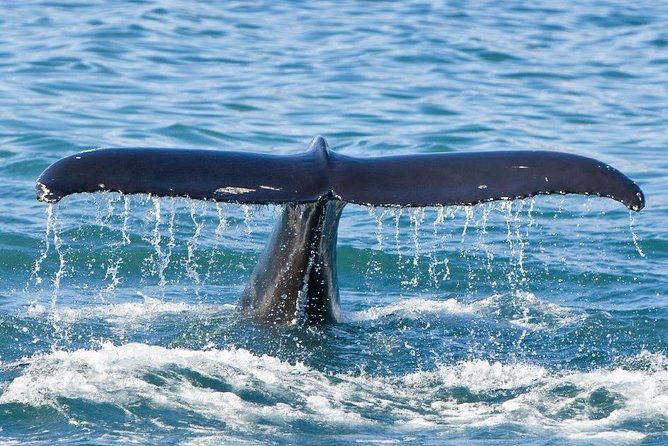 Reykjavik Whales & White Water Rafting Adventure - Who Will Enjoy This Tour Most?
