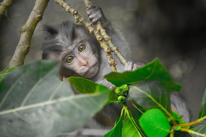 River Rafting Down the Ayung and Sacred Monkey Forest - Choose between crafts and local art