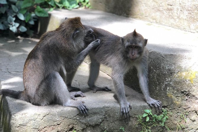 River Rafting Down the Ayung and Sacred Monkey Forest - Who will enjoy this tour most