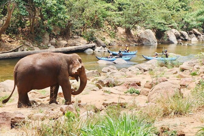 Safety whitewater rafting in Chiangmai by Khampan Rafting - Elephants along the river