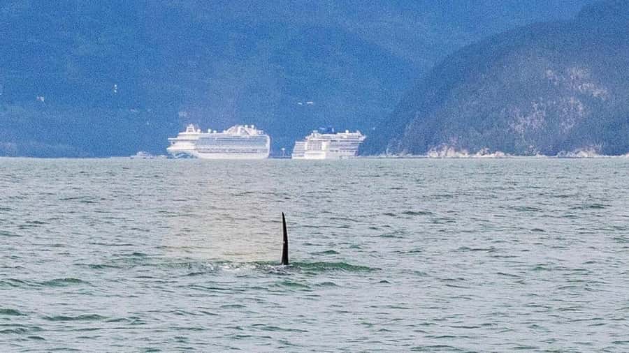 Skagway: Ocean Raft Adventure Along Scenic Coastline - Waterfalls, coves, and the close shoreline