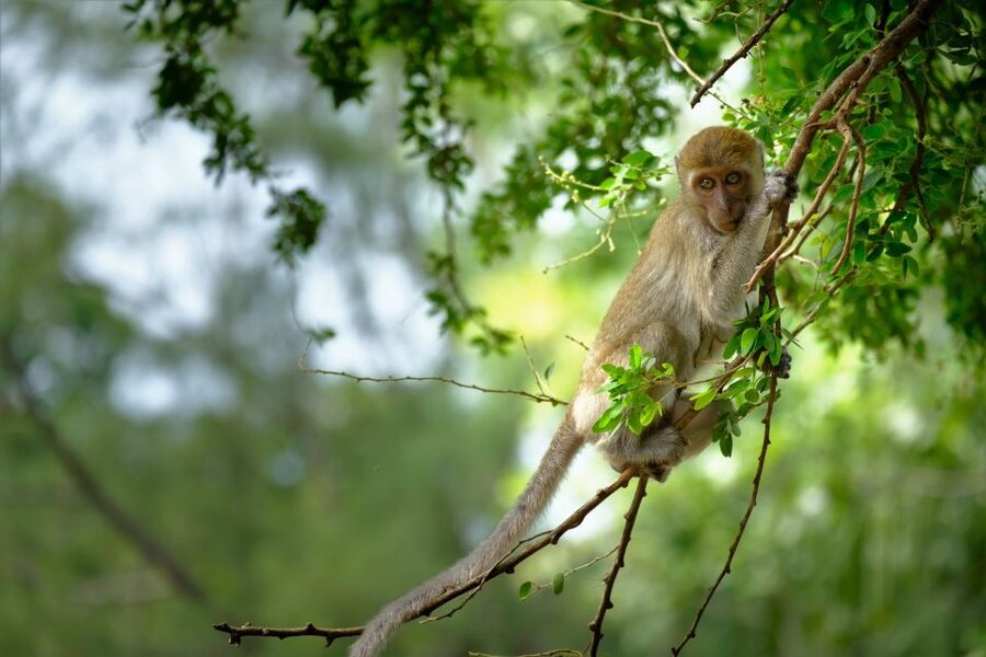 Sok River: Bamboo Raft Ride, Monkey Temple & View Point Tour - FAQ