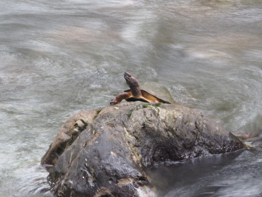 Sok River: Bamboo Raft Ride, Monkey Temple & View Point Tour - Should you book the Sok River tour?