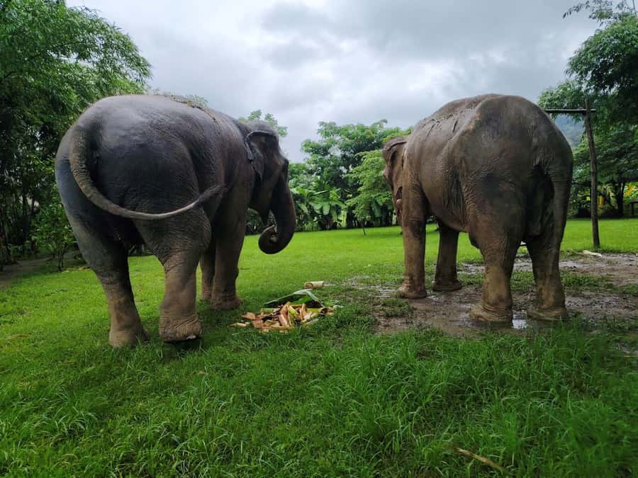 Sticky waterfalls- Elephants- Bamboo or White water rafting. - Bua Thong Sticky Waterfalls: nature’s climbing wall