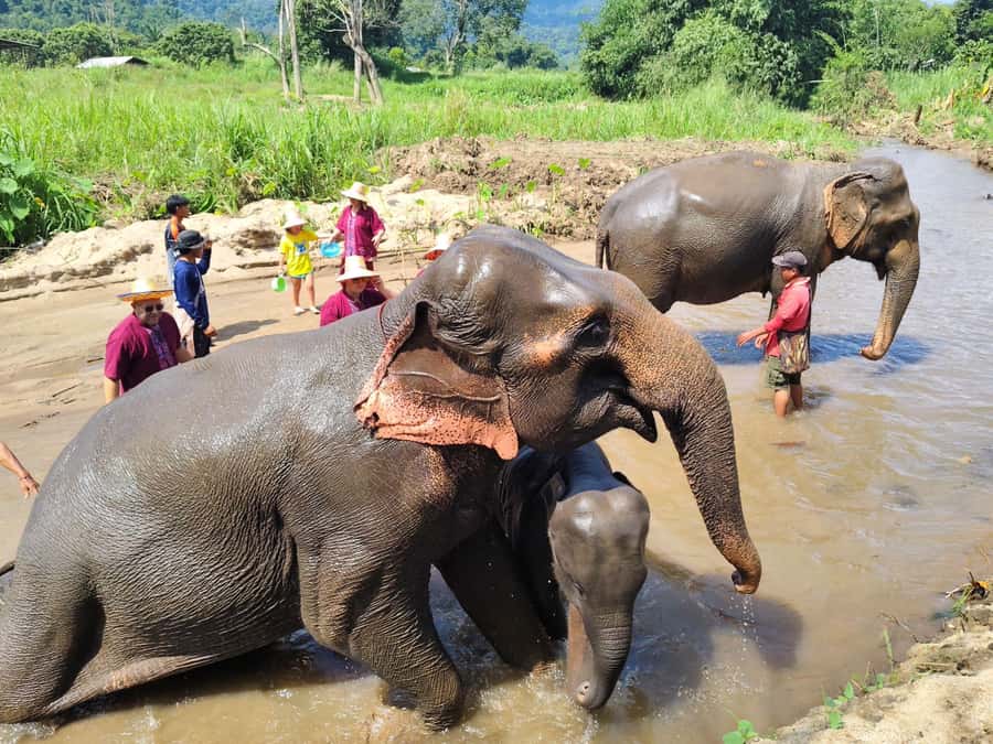 Sticky waterfalls- Elephants- Bamboo or White water rafting. - Meeting the elephants at a no-riding sanctuary