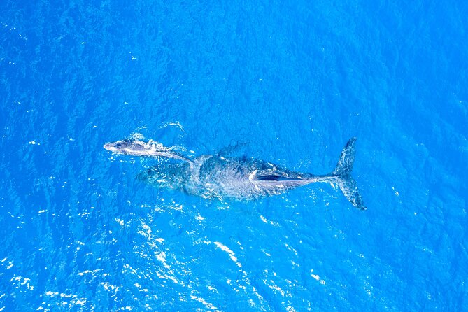 Super Raft - Private Charter Maui 3 Hour Snorkel to Coral Gardens or Molokini - Why the private Super Raft format matters