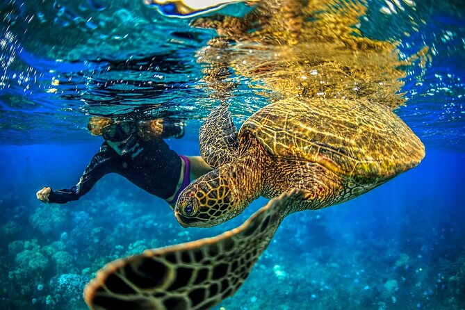 Super Raft - Private Charter Maui 3 Hour Snorkel to Coral Gardens or Molokini - Leaving Maalaea at 1 p.m.