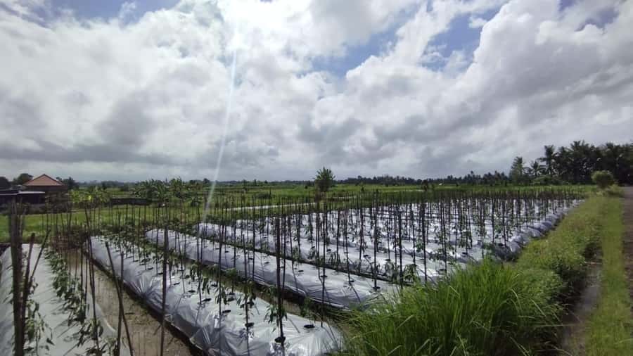 Ubud e-Bike Tour & Whitewater Rafting - Guide quality and group size