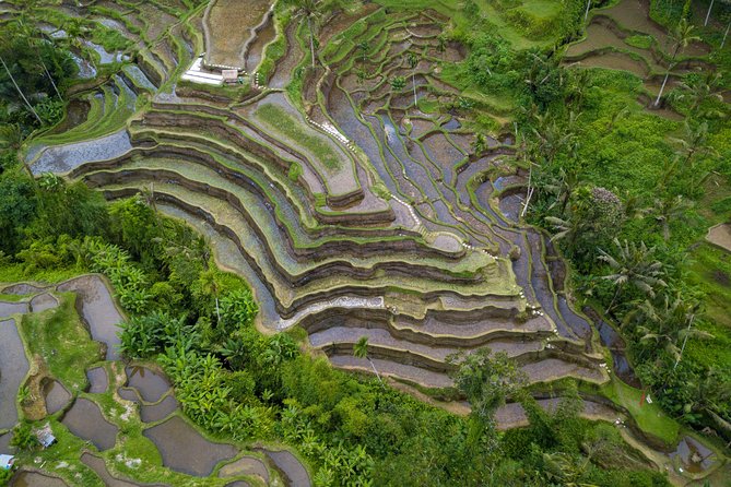 Ubud White Water Rafting, Rice Terrace and Jungle Swing - Tegallalang Rice Terrace in a 45-minute visit