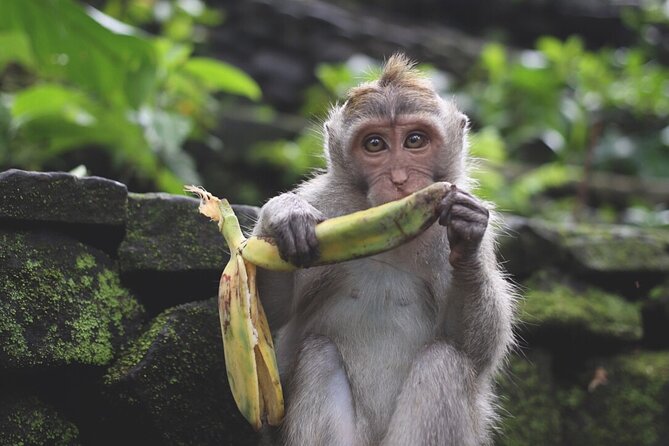 Ubud: White Water Rafting with visit Ubud Monkey Forest - Why this Bali combination works