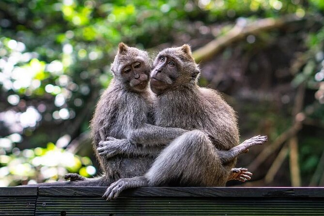 Ubud: White Water Rafting with visit Ubud Monkey Forest - Walking through the monkey forest for 45 minutes