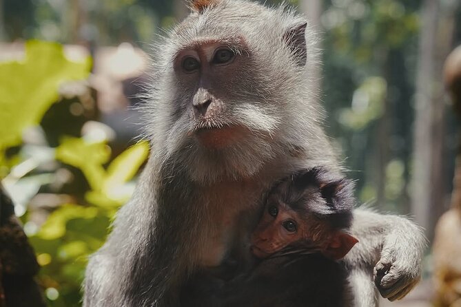 Ubud: White Water Rafting with visit Ubud Monkey Forest - What the private format is worth at $57.44