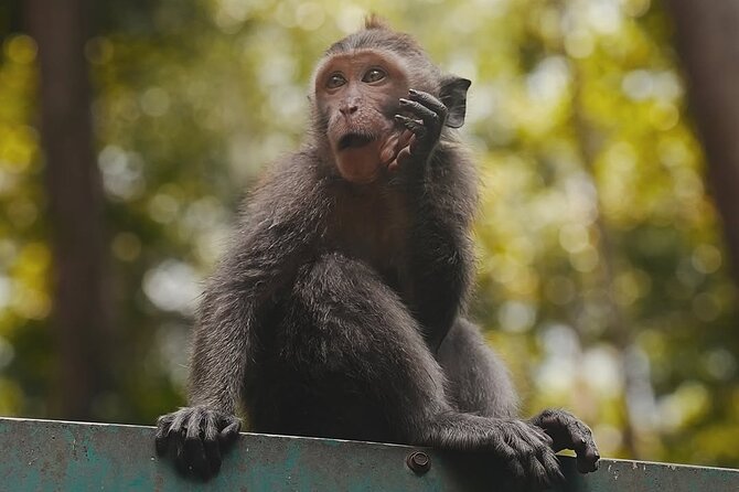 Ubud: White Water Rafting with visit Ubud Monkey Forest - Setting out at 8:30 am from your hotel