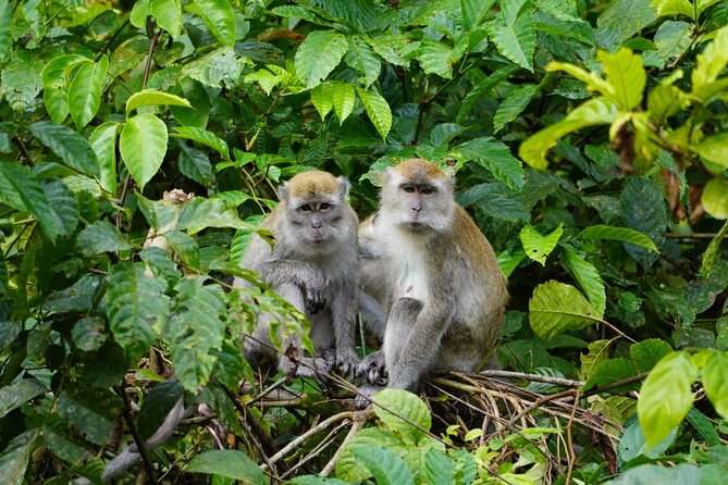 Wonderful 2Days 1Night Bukit Lawang Jungle Trekking Free Rafting - What the $145.12 price includes